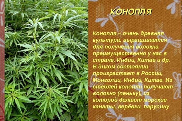 Кракен лег