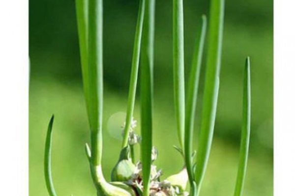 Как вернуть деньги с кракена